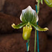 20120301 7305RAw [D~LIP] Orchidee, Bad Salzuflen