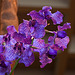 20120301 7304RAw [D~LIP] Orchidee, Bad Salzuflen