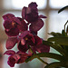 20120301 7300RAw [D~LIP] Orchidee, Bad Salzuflen