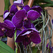 20120301 7299RAw [D~LIP] Orchidee, Bad Salzuflen