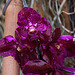 20120301 7298RAw [D~LIP] Orchidee, Bad Salzuflen