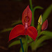 20120301 7294RAw [D~LIP] Orchidee, Bad Salzuflen