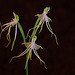 20120301 7293RAw [D~LIP] Orchidee, Bad Salzuflen