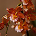 20120301 7292RAw [D~LIP] Orchidee, Bad Salzuflen