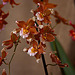 20120301 7291RAw [D~LIP] Orchidee, Bad Salzuflen