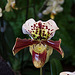 20120301 7290RAw [D~LIP] Orchidee, Bad Salzuflen