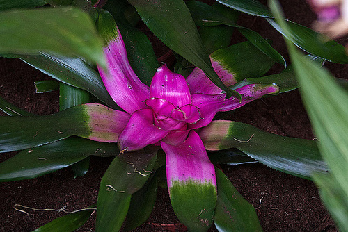 20120301 7287RAw Bromelie