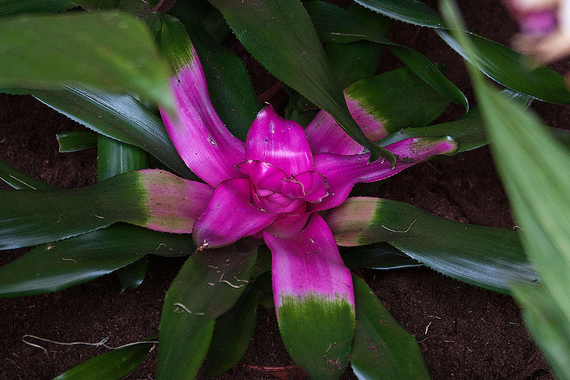 20120301 7287RAw Bromelie