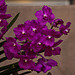 20120301 7285RAw [D~LIP] Orchidee, Bad Salzuflen