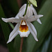 20120301 7278RAw [D~LIP] Orchidee, Bad Salzuflen