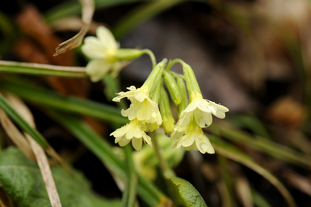 Schlüsselblume in der Wildschweinsuhle