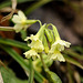 Schlüsselblume in der Wildschweinsuhle