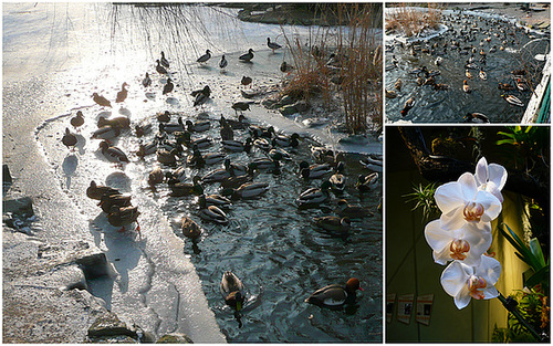 Zoo Dresden - Enten