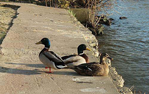 CANARDS *****