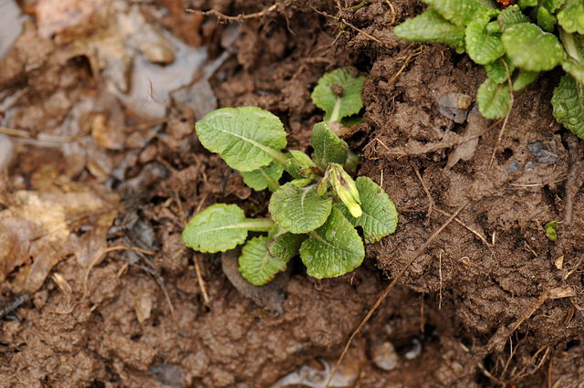 Schlüsselblume in der Wildschweinsuhle