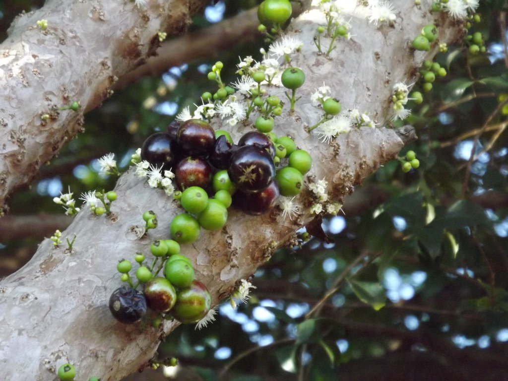 jabuticaba