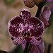 20120301 7269RAw [D~LIP] Orchidee, Bad Salzuflen