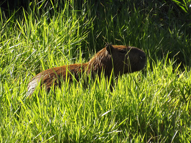 capivara