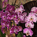20120301 7267RAw [D~LIP] Orchidee, Bad Salzuflen