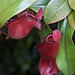 20120301 7264RAw Nepenthes ampullaria [Fleischfresser, Kannenpflanze]