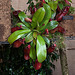 20120301 7263RAw Nepenthes ampullaria [Fleischfresser Kannenpflanze]