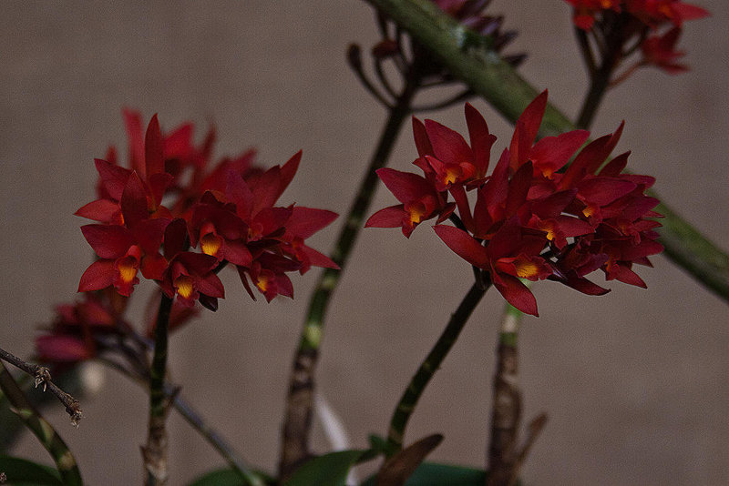 20120301 7262RAw [D~LIP] Orchidee, Bad Salzuflen