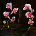 20120301 7259RAw [D~LIP] Orchidee, Bad Salzuflen
