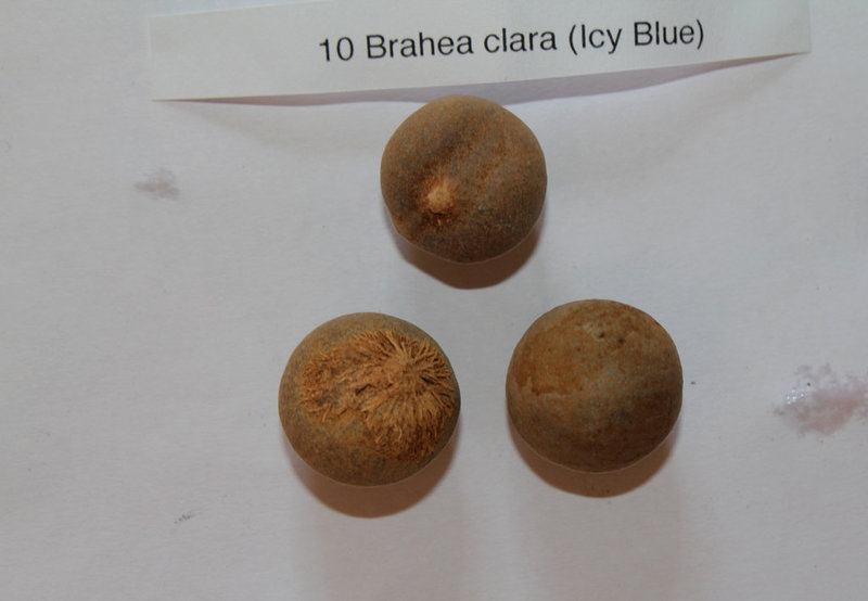 Brahea clara