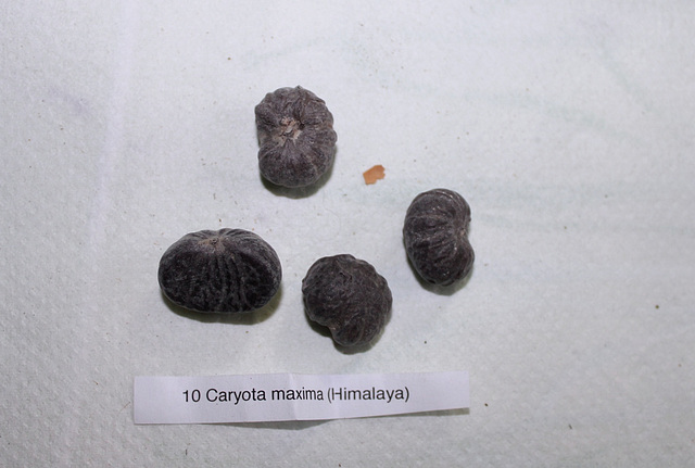 Caryota maxima