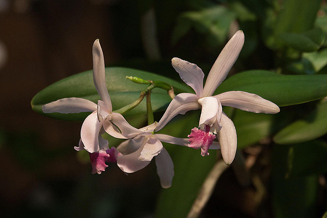 20120301 7254RAw [D~LIP] Orchidee, Bad Salzuflen