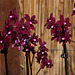 20120301 7253RAw [D~LIP] Orchidee, Bad Salzuflen