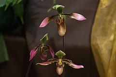 20120301 7248RAw [D~LIP] Orchidee, Bad Salzuflen