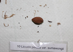 Licuala peltata sumawongii