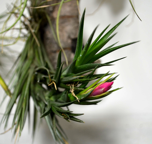 Tillandsia aeranthos DSC 0415