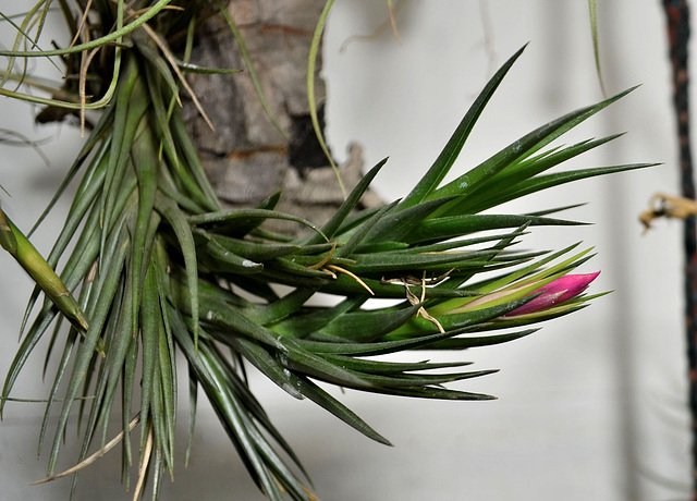 Tillandsia aeranthos DSC 0418