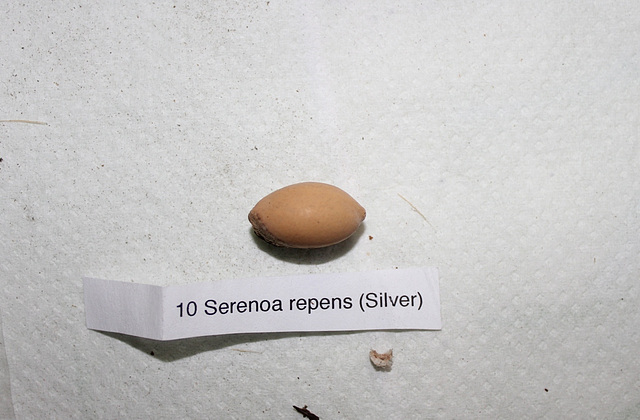 Serenoa repens (2)