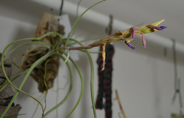 Tillandsia baileyii DSC 0422