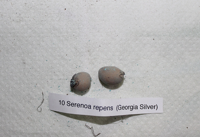 Serenoa repens ( Georgia silver )