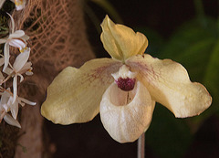 20120301 7245RAw [D~LIP] Orchidee, Bad Salzuflen