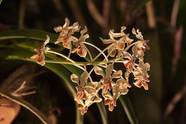 20120301 7242RAw [D~LIP] Orchidee, Bad Salzuflen