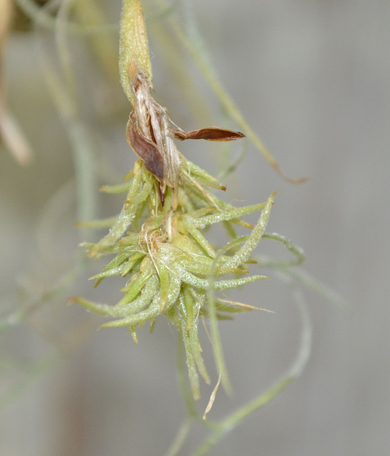 tillandsia recurvata DSC 0089