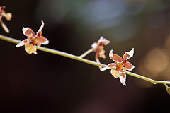 20120301 7236RAw [D~LIP] Orchidee, Bad Salzuflen