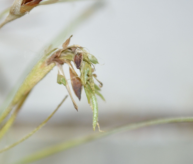 tillandsia recurvata DSC 0080