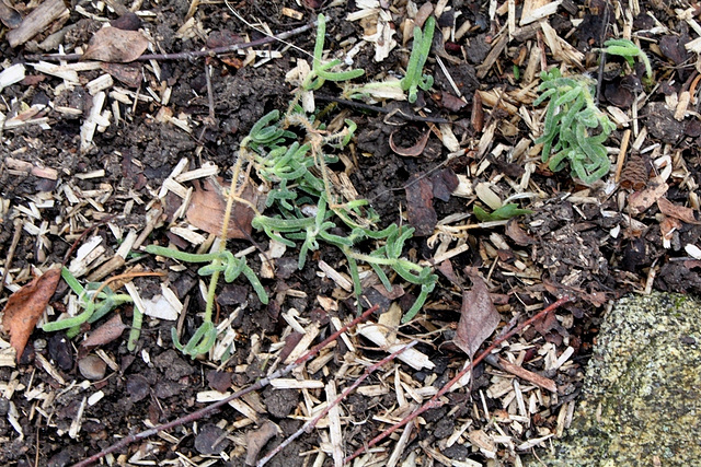 Delosperma sp