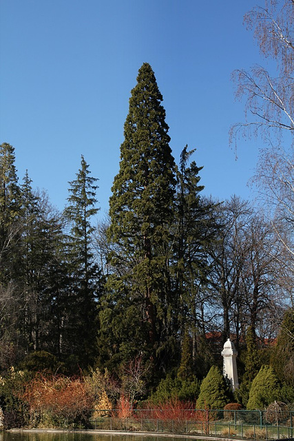 Jardin Vinay - Sequoia géant