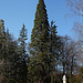 Jardin Vinay - Sequoia géant