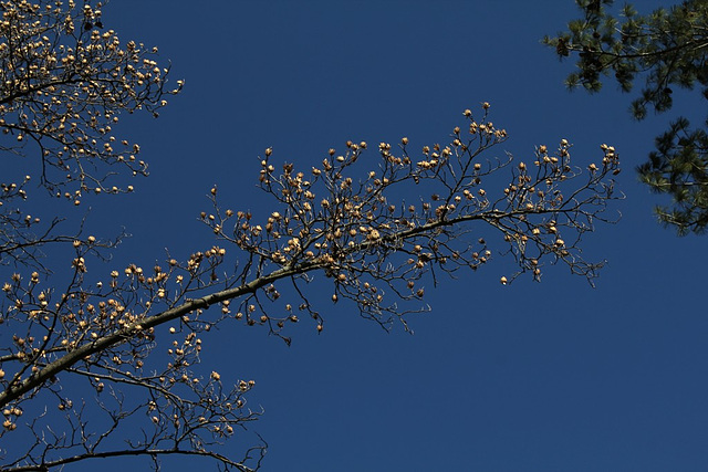 Liriondendron-Tulipier de Virginie (3)