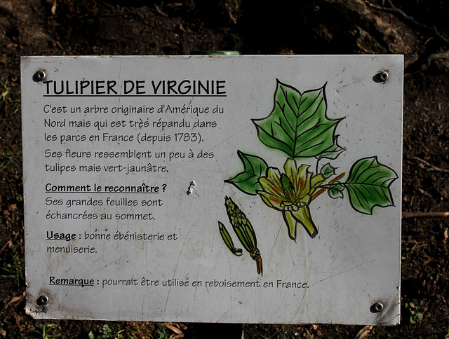 Liriondendron-Tulipier de Virginie (5)