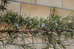 Grevillea rosmarinifolia après les gelées (2)