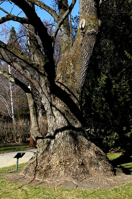 Liriondendron-Tulipier de Virginie (8)